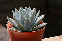 ���������ӰͼƬ