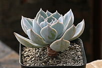 ��ʯ������ֲ����Ӱ