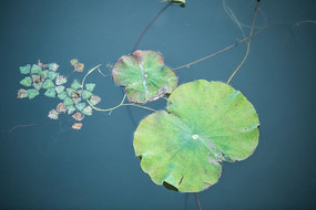 ��������ϵĺ�Ҷ