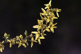 ���̻���