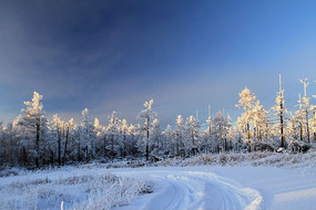 �ֺ�ѩԭ���