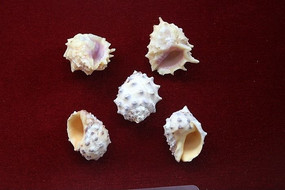 õ������