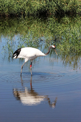 �����ĵ�����