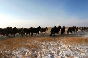 ������Ⱥ