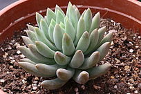 ǧ���ֶ���ֲ��