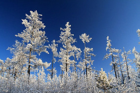 ������ڡ