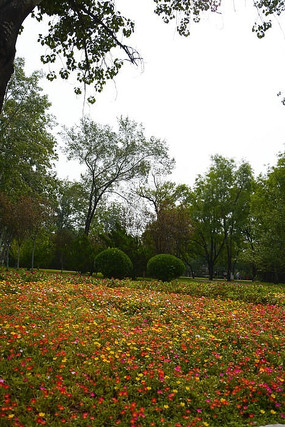 ������Ƭ