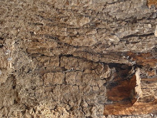 ����ïʢ��֦Ҷ