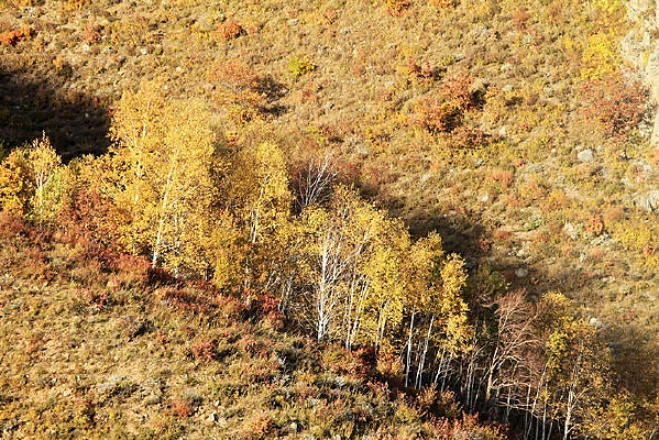 ������ͳ������