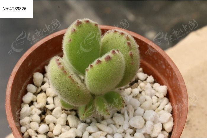 ��ͯ�Ӷ���ֲ��ͼƬͼƬ