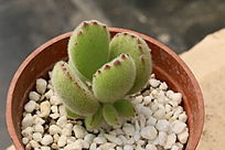 ��ͯ�Ӷ���ֲ��ͼƬ