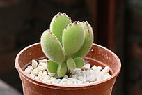 ��ͯ�Ӷ���ֲ��ͼƬ