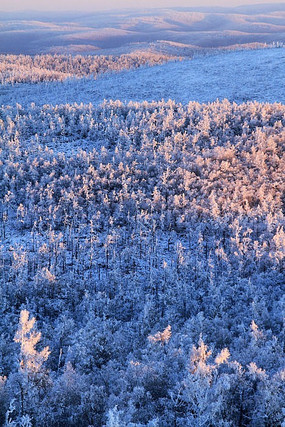 Ϧ���µ���ɫ�ֺ�