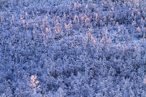 Ϧ����ɫ�ֺ�