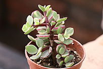 ����֮�����ֲ��