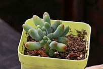 ��Ů�Ķ���ֲ����Ӱ