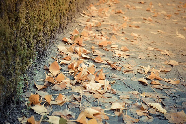 ��������ҶƮ��