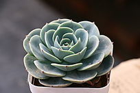 ���������Ӱͼ