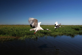 �����׵�չ�����