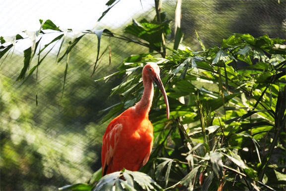 ����ĳ��