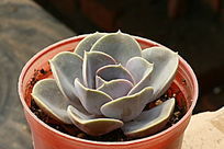 �����������Ӱ