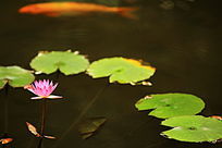 �����Ϻ�