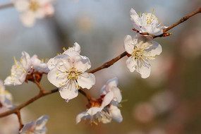 С�����仨��¶ˮ