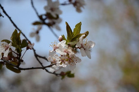 ƻ�����Ƕ�