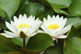 两朵白莲花
