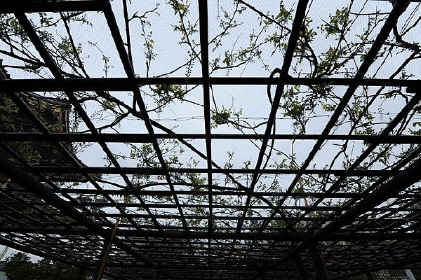 ��ɫ������