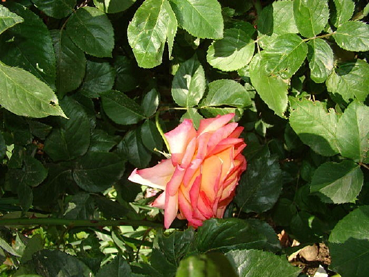 ��һ����