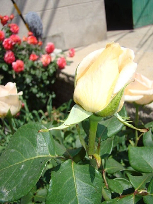 �������ŵ��¼���