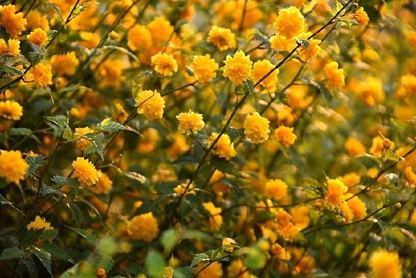 ��Ļ����Ļ�