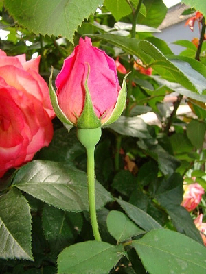 ���������¼���