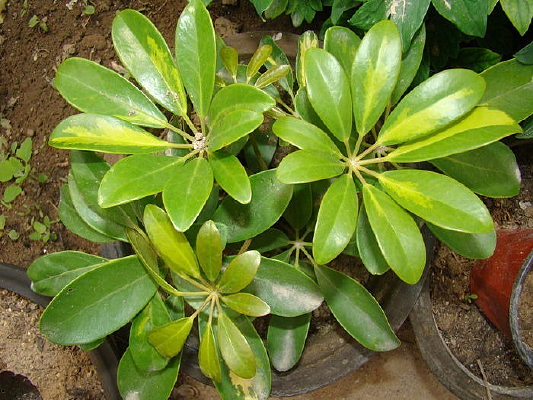 �񻨵���ɫֲ��