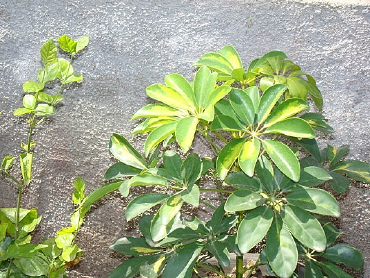 ǽһ����ֲ��