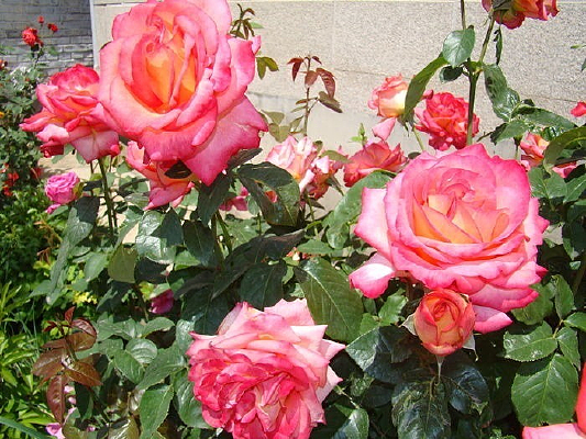 ʢ����һ���¼���