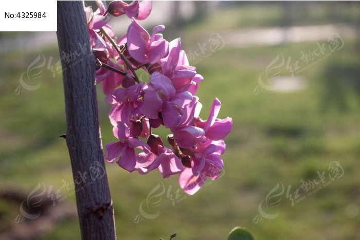 一枝红色槐花