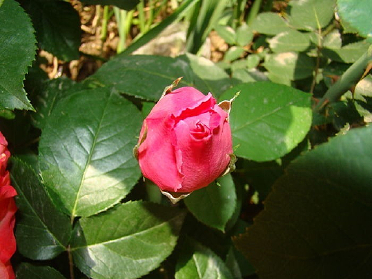 ��ɫ���¼����Ƕ�