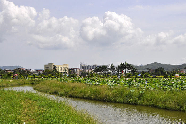 ��Ҷ������