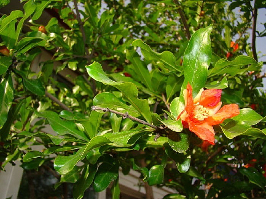 ʢ����ʯ��