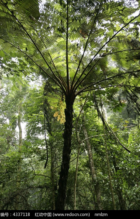 國家一級保護植物桫欏