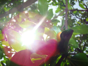 ��Ҷ�ͻ���