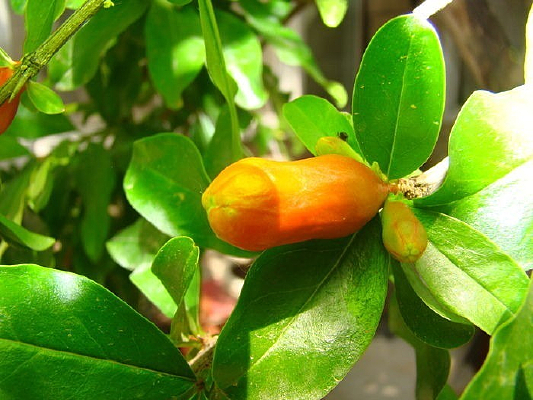 ̫������