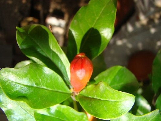 ����̫��