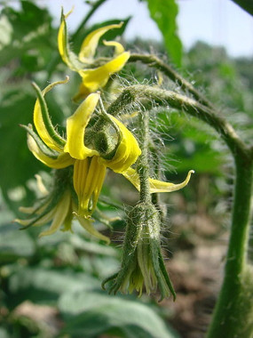 黄色的西红柿花