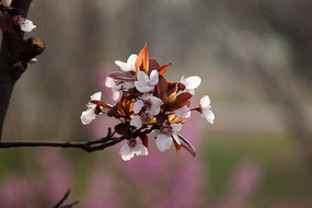 ��Ҷ���ɫ�Ļ�