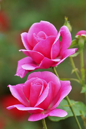 �������û�