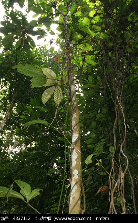 珍贵树种鹅掌柴