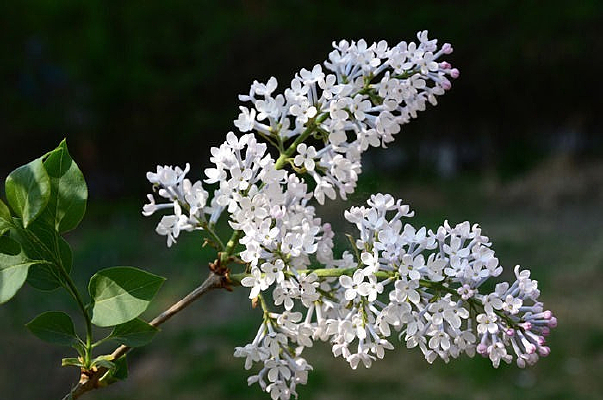 ��ɫ�Ķ��㻨